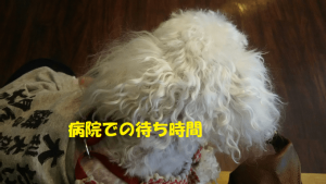 待合室でのぱぴ,フロム50