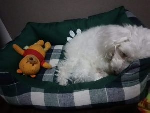 ペットベッドにもたれるぱぴ,フロム50