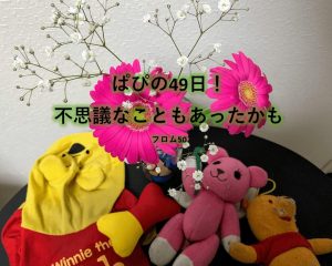 ぱぴの49日の花,フロム50