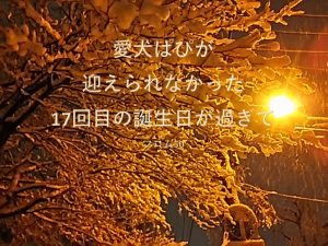 ぱぴのいないぱぴの誕生日,フロム50