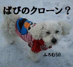 愛犬ぱぴのクローン？,ふろむ50