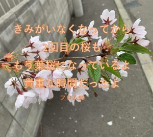 ぱぴがいなくなって2年！あの桜は葉桜に！