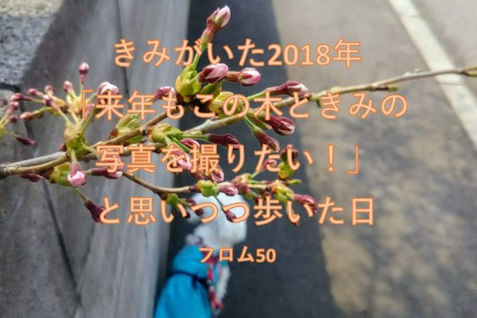 2018年桜の木の下のぱぴ