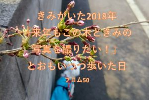 ぱぴと一緒に桜の木の横を通った日