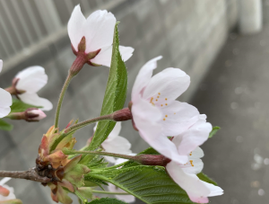 満開の桜