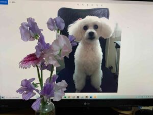 ぱぴの3回目の命日
